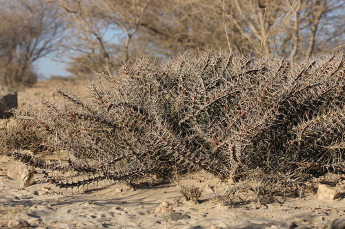 Euphorbia turkanensis image