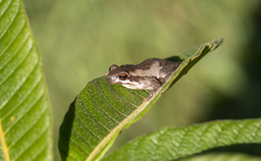 Litoria dentata