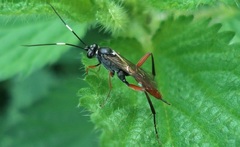 Exetastes adpressorius