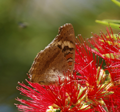 Junonia orithya