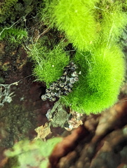 Asopinae