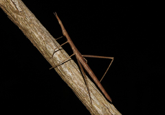 Proscopiidae