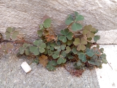 Oxalis corniculata