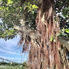 Ficus