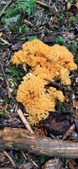 Ramaria