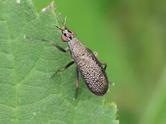 Coremacera marginata