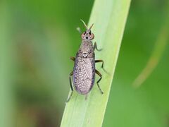 Coremacera marginata