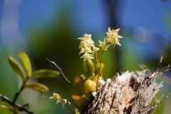 Bulbophyllum