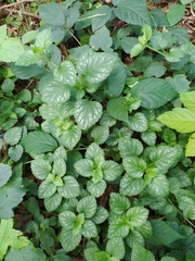 Lamium galeobdolon