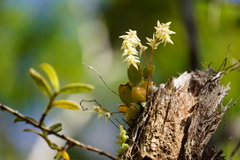 Bulbophyllum