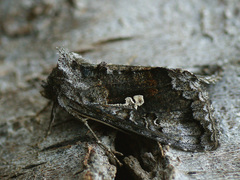 Syngrapha interrogationis