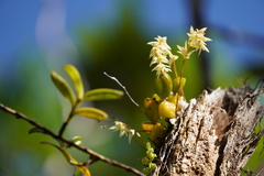 Bulbophyllum