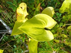 Maianthemum bifolium