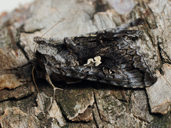 Syngrapha interrogationis