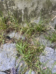 Poa