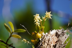 Bulbophyllum