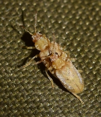 Monoxia obesula