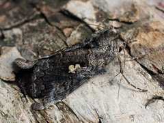 Syngrapha interrogationis