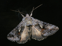 Syngrapha interrogationis