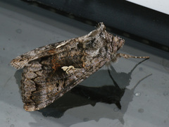 Syngrapha interrogationis