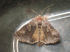 Syngrapha interrogationis