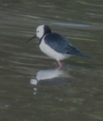 Himantopus leucocephalus