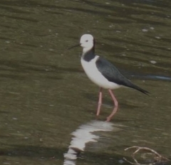 Himantopus leucocephalus