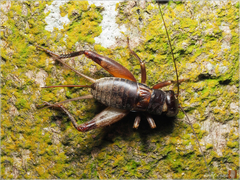 Duolandrevus coulonianus