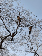 Dendrocitta vagabunda