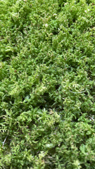 Plagiomnium undulatum