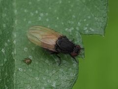 Minettia longipennis