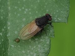 Minettia longipennis