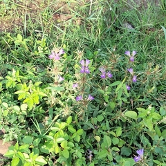 Hygrophila auriculata
