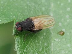 Minettia longipennis