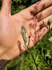 Cucullia scrophulariae