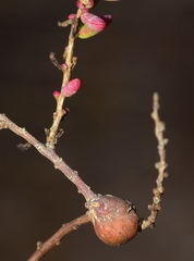 Aceria caulobia