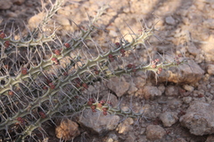 Euphorbia turkanensis image