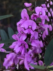 Indigofera australis australis
