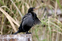 Microcarbo africanus