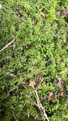 Plagiomnium undulatum