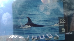 Balaenoptera borealis