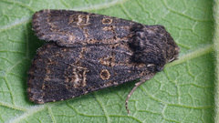Tholera cespitis