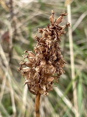 Anacamptis pyramidalis