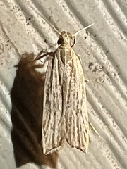 Helcystogramma hystricella