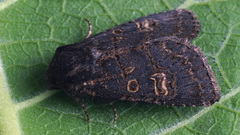 Tholera cespitis
