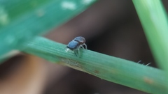 Salticidae
