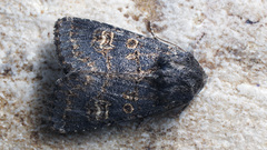 Tholera cespitis