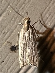 Helcystogramma hystricella