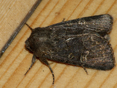 Tholera cespitis