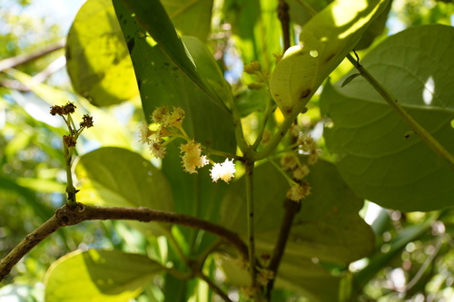 Monimiaceae image
